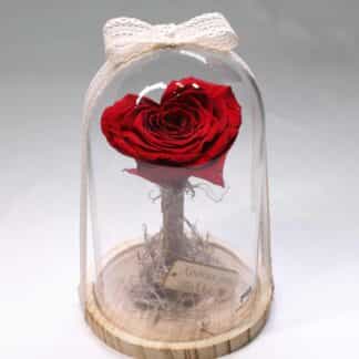 ROSE091